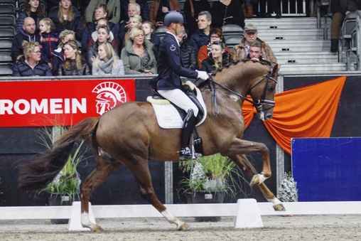 Mit 94 Punkten zum Sieg bei der Hengstschau in Zuidbroek: GLOCK’s King Karim. © DigiShots