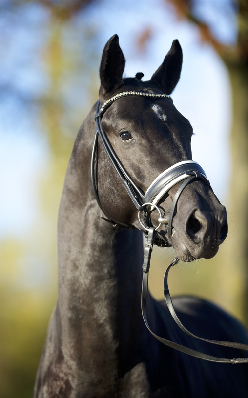 GLOCK’s Toto Jr. © Arnd Bronkhorst