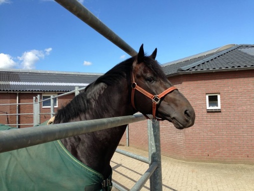 Gezocht: GROOM m/v © GHPC